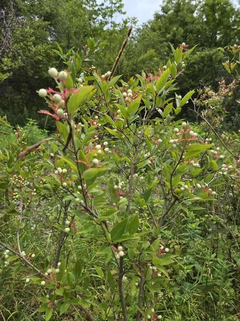 Cornus Racemosa