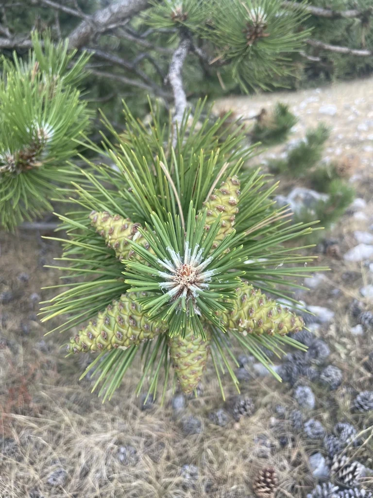 Pinus nigra