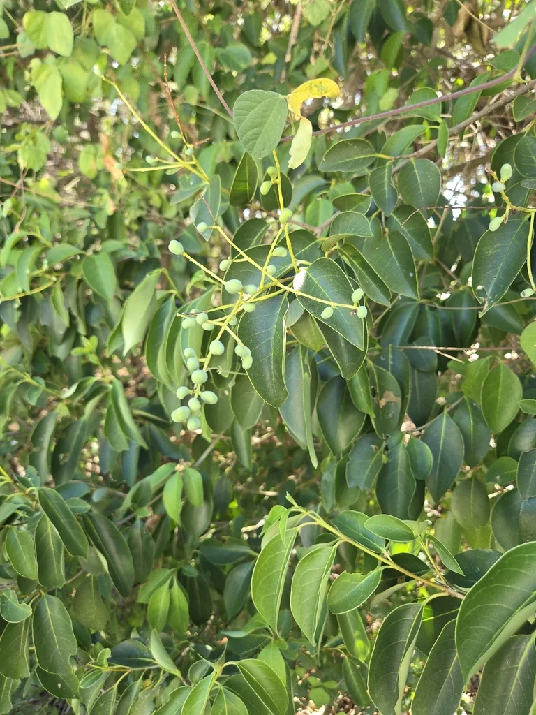 Ligustrum Lucidum