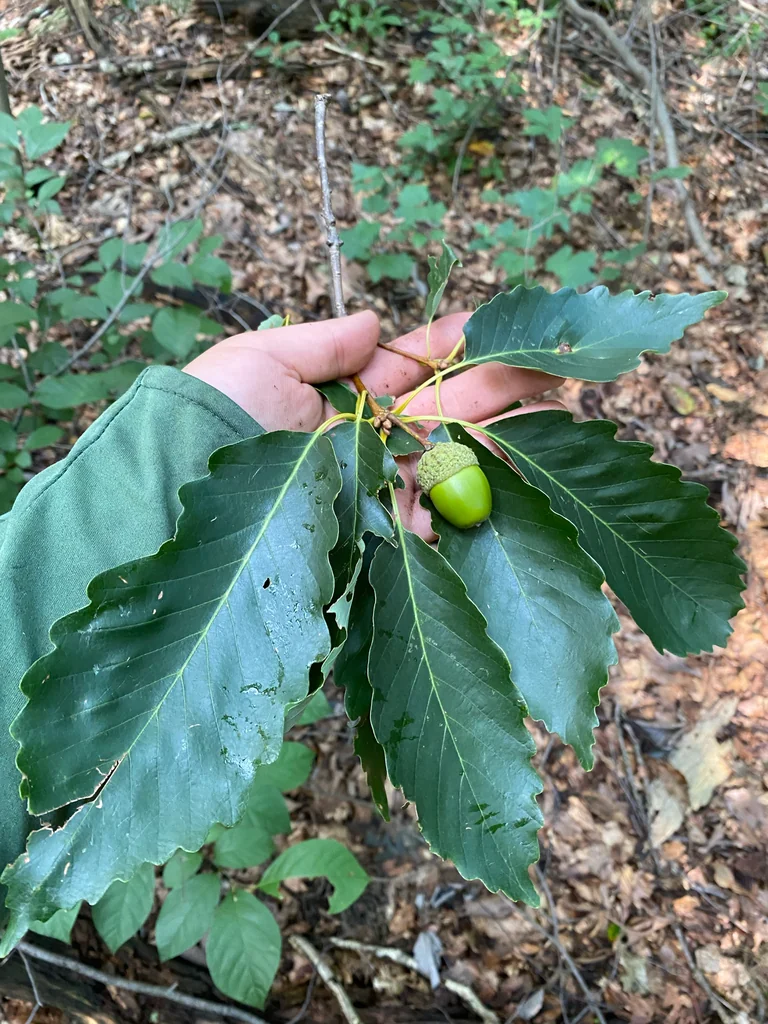 Quercus Montana