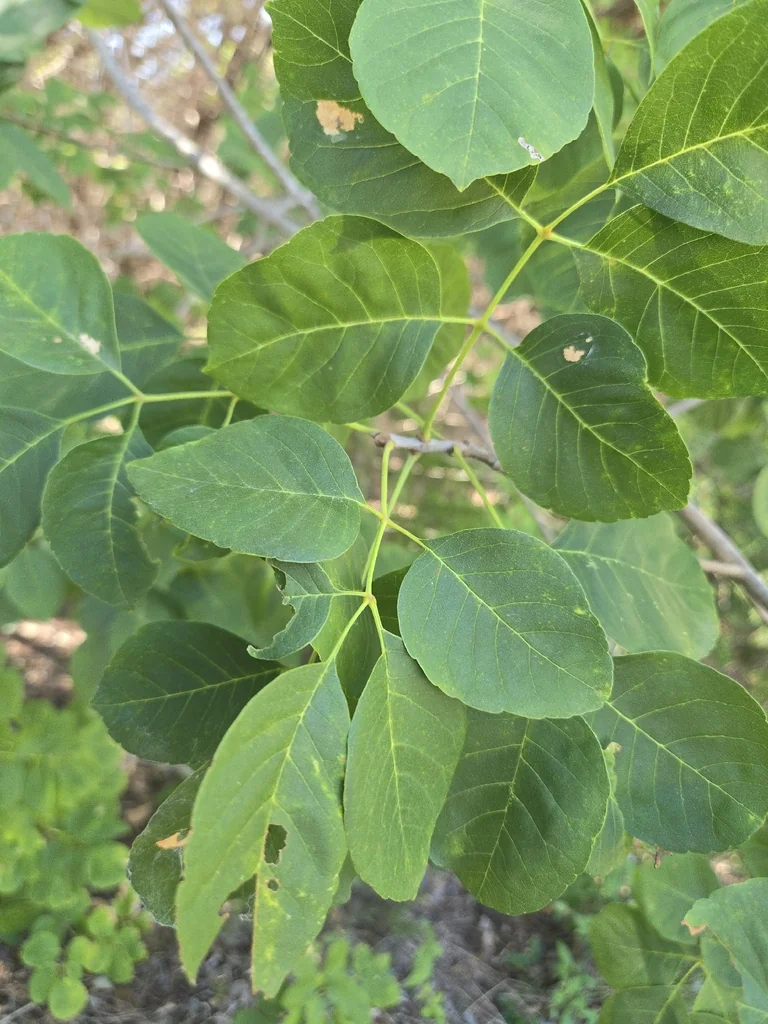Fraxinus Texensis