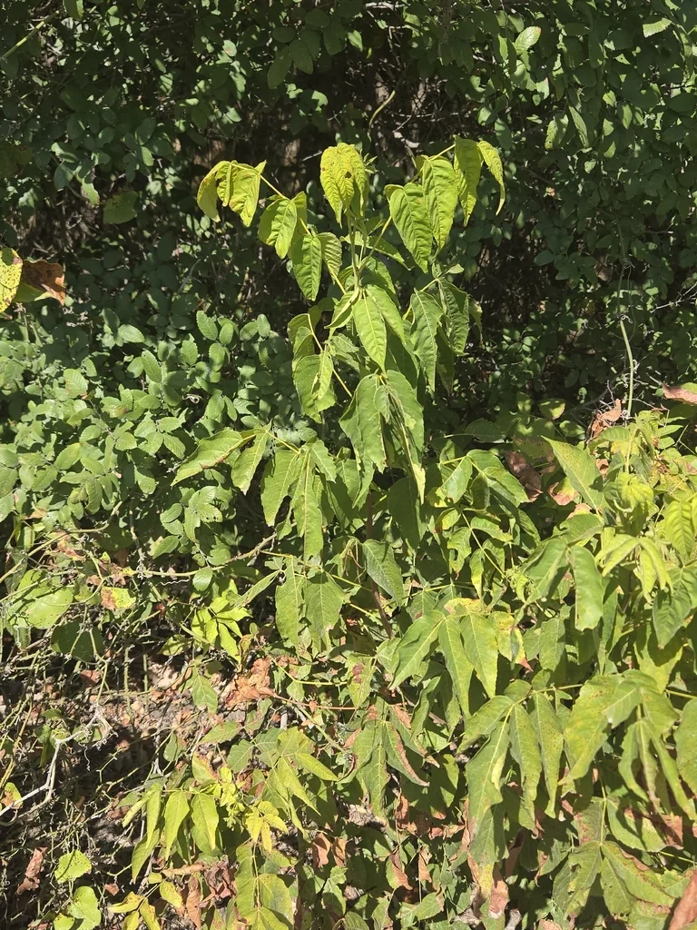 Ungnadia Speciosa