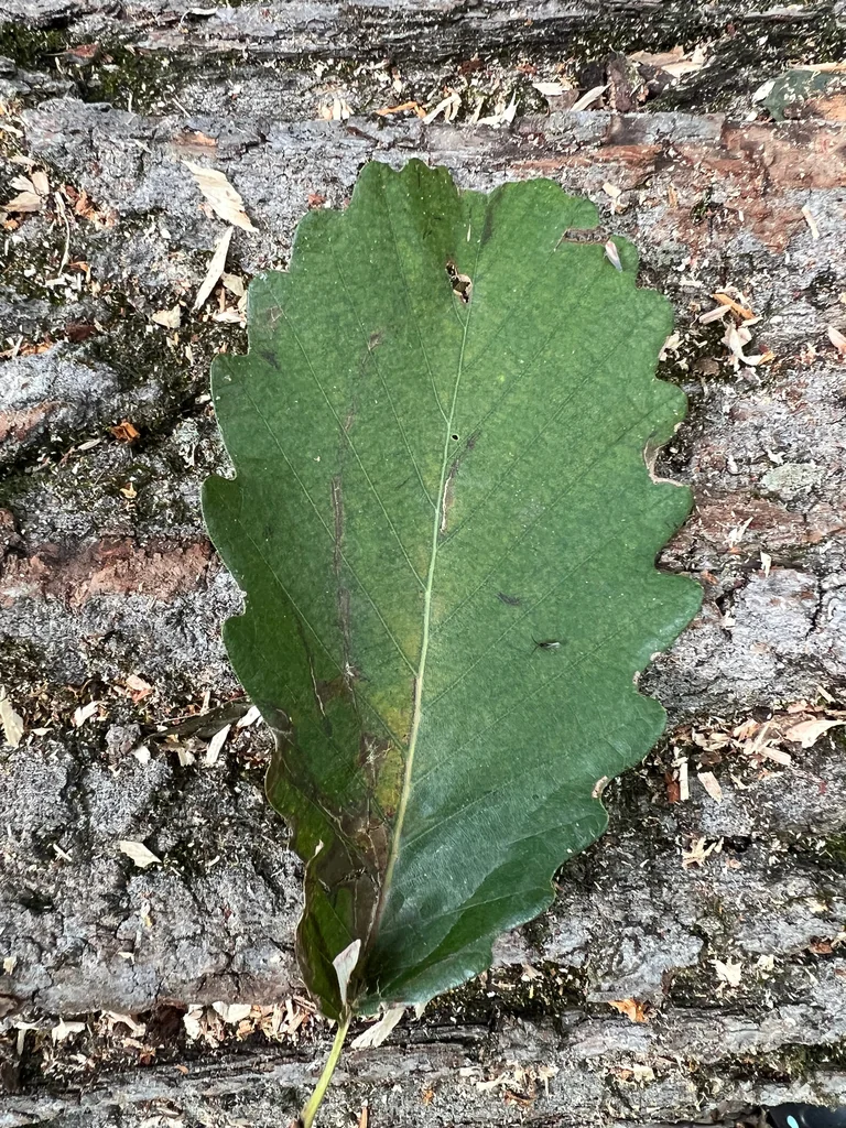 Quercus Montana