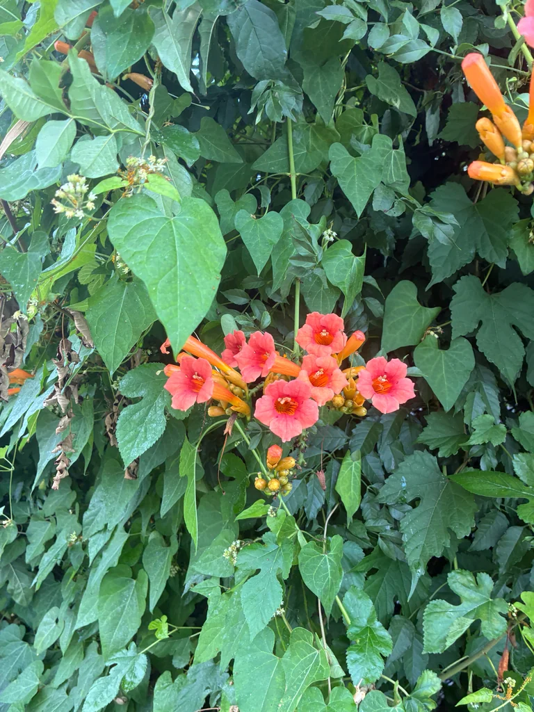 Campsis Radicans