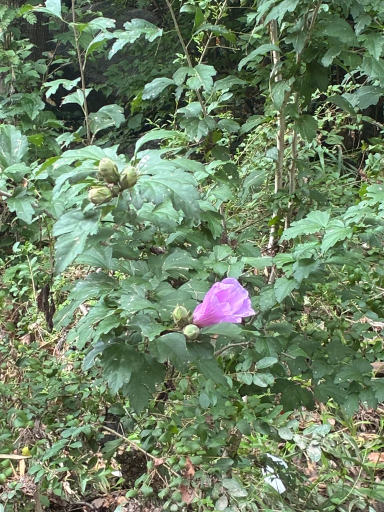 Hibiscus syriacus