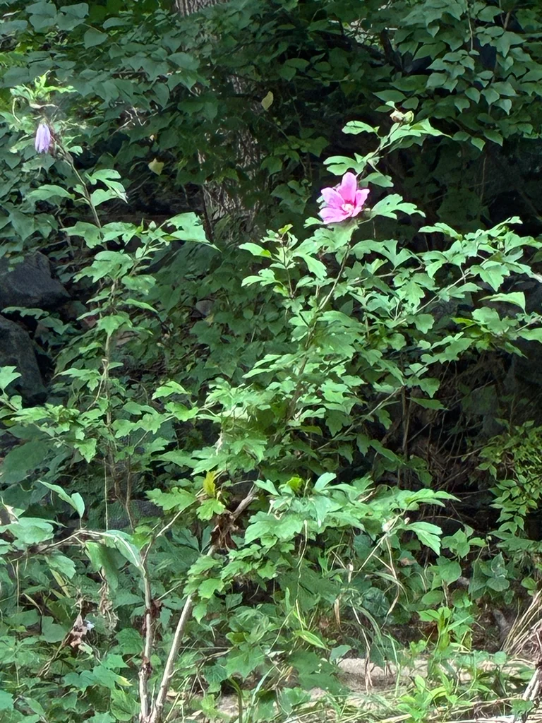 Hibiscus syriacus
