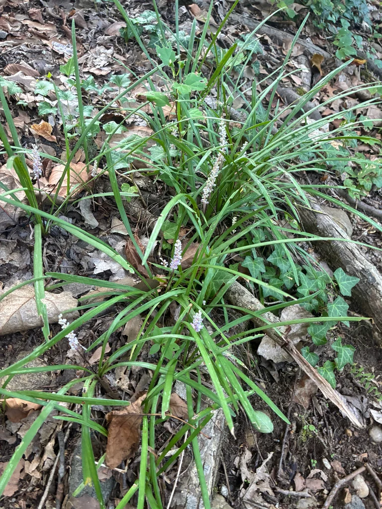 Liriope Muscari