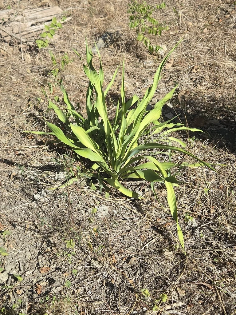 Yucca Rupicola