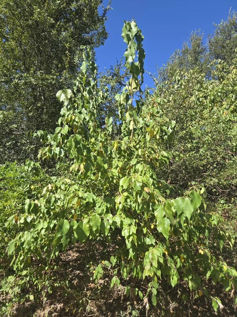 Maclura Pomifera