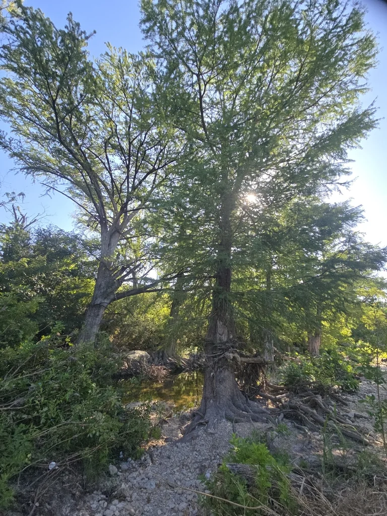 Taxodium Distichum