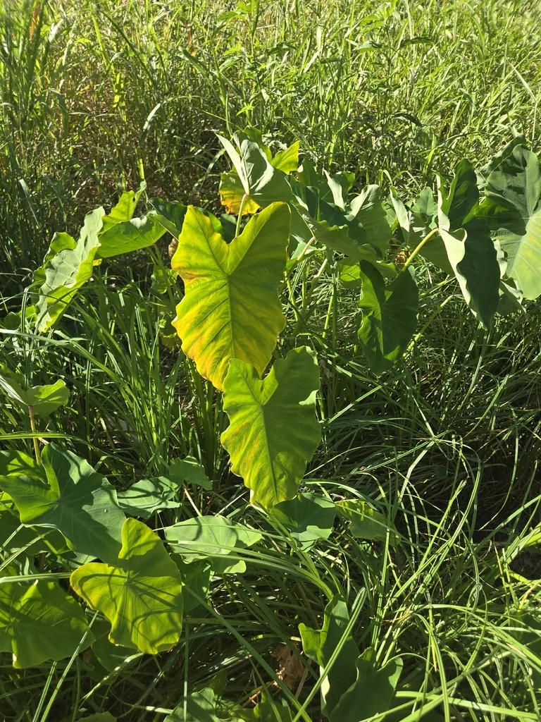 Colocasia esculenta