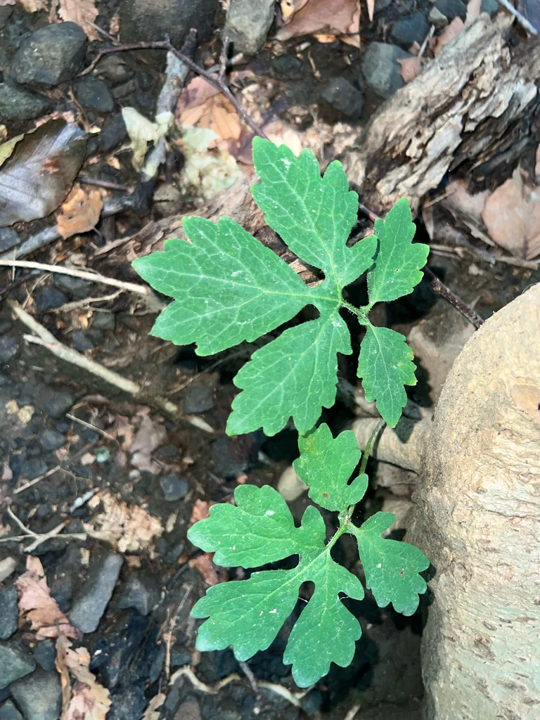 Stylophorum Diphyllum