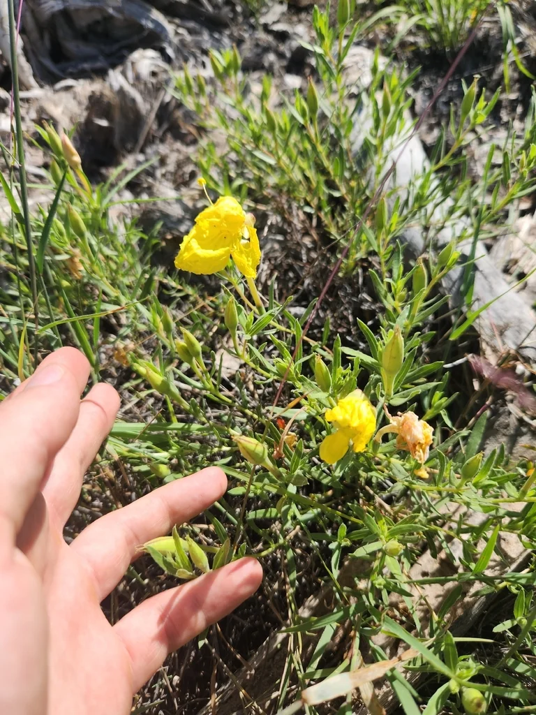 Calylophus Hartwegii