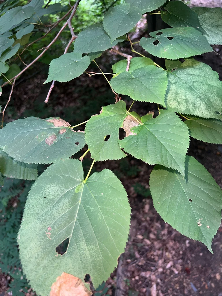Tilia Americana