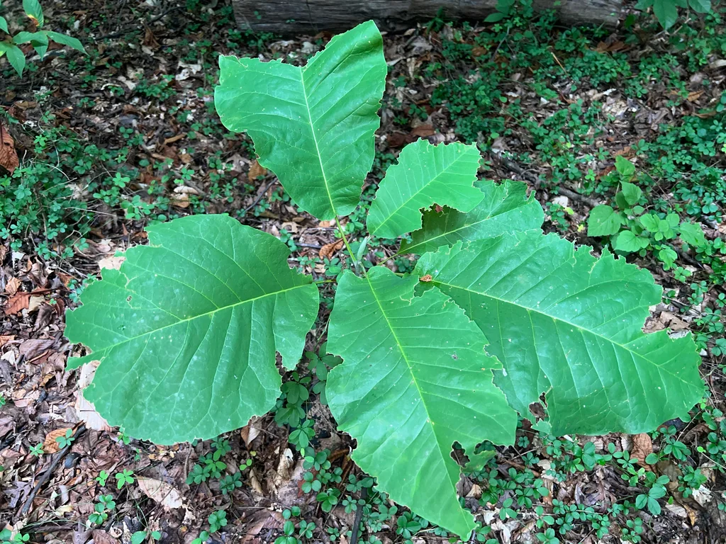 Magnolia Macrophylla