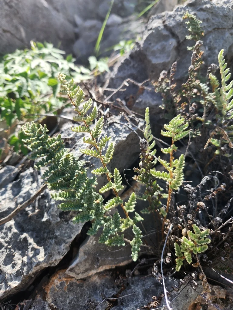 Myriopteris Covillei