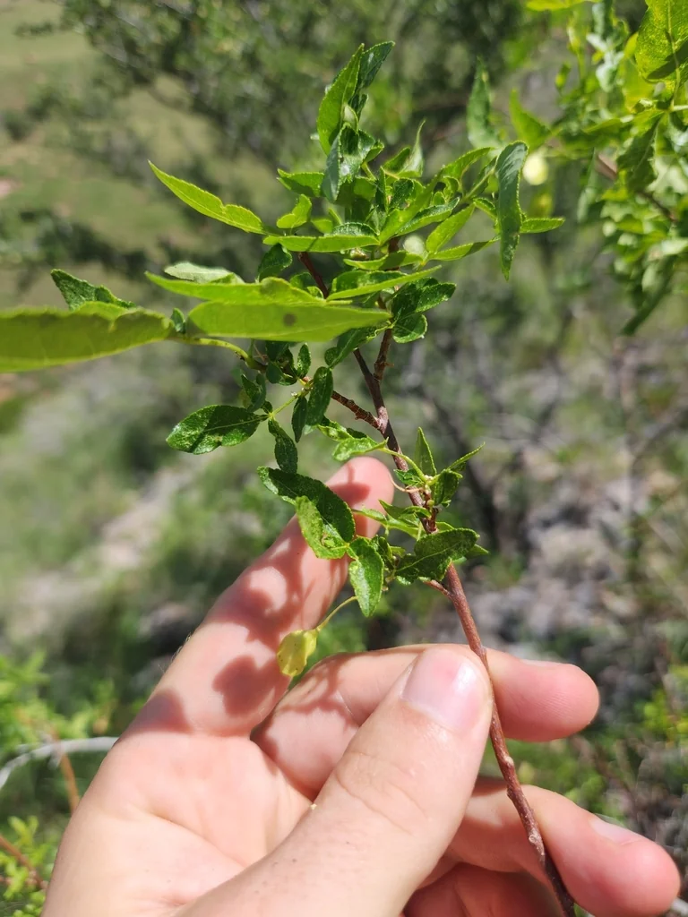 Ptelea Trifoliata