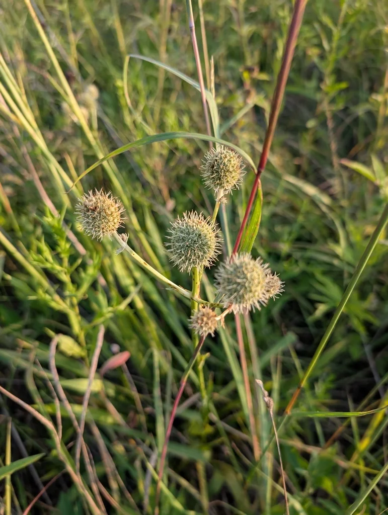 Eryngium Yuccifolium