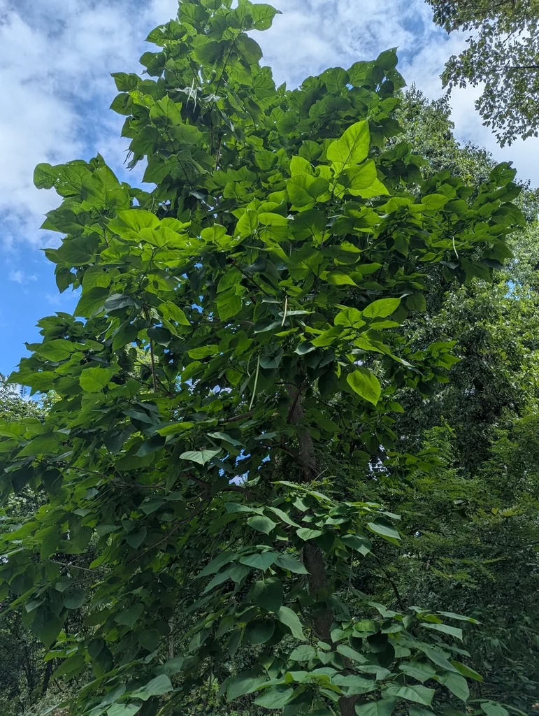 Catalpa Speciosa