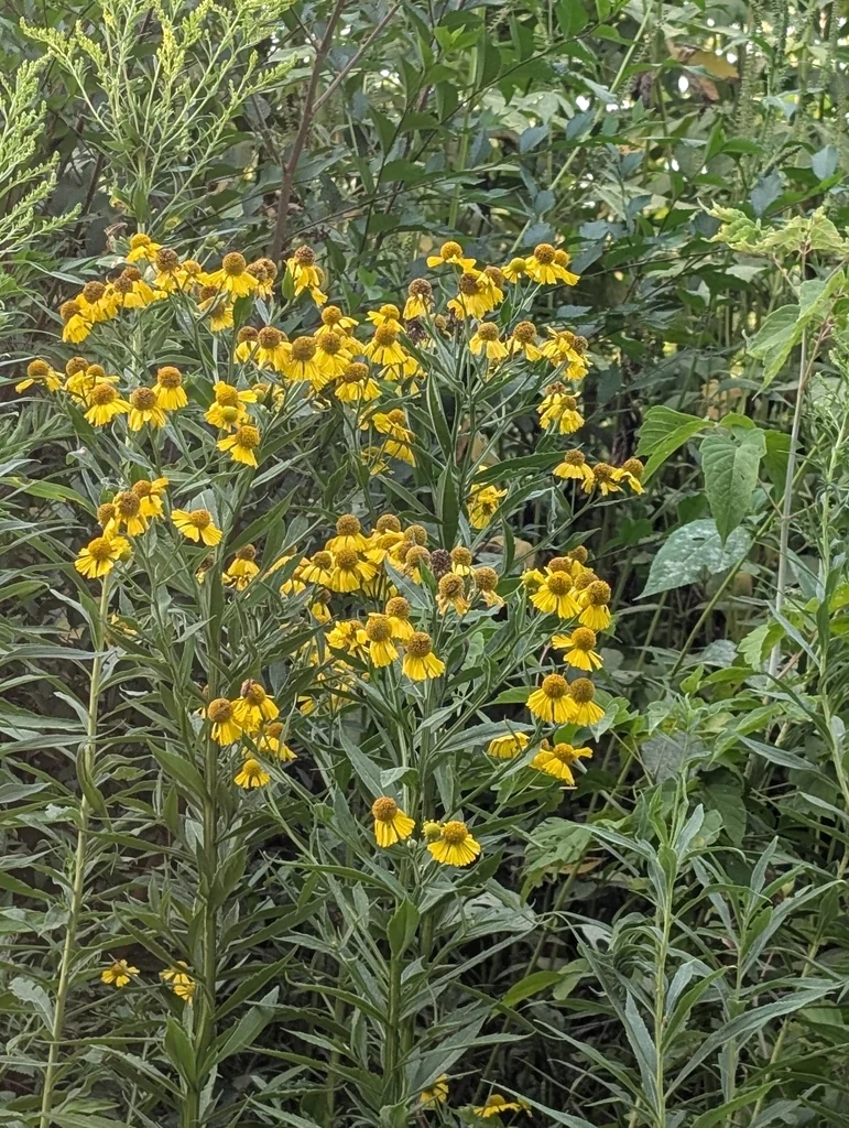 Helenium Autumnale