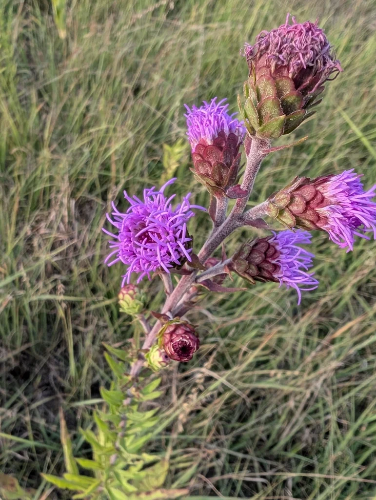 Liatris Ligulistylis