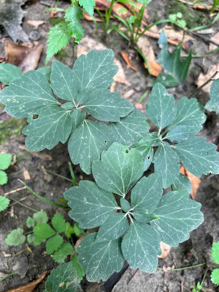 Pachysandra Procumbens