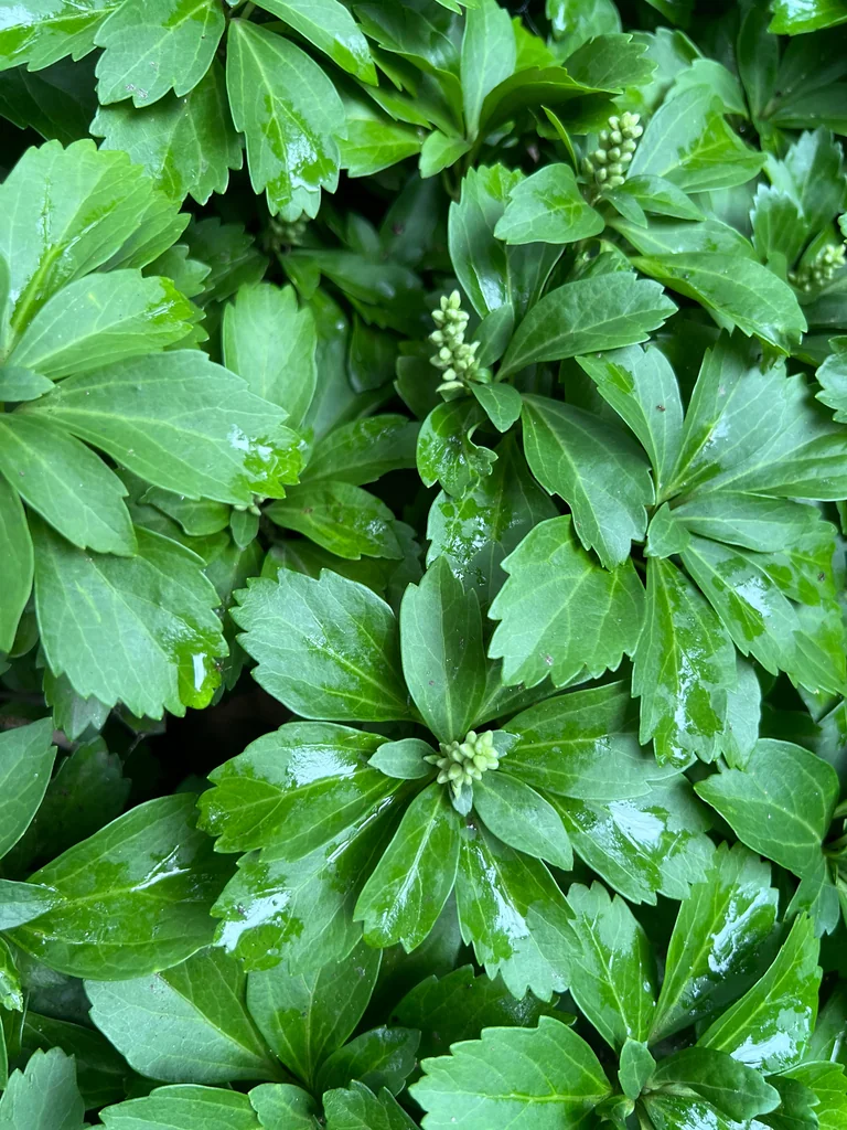 Pachysandra Terminalis