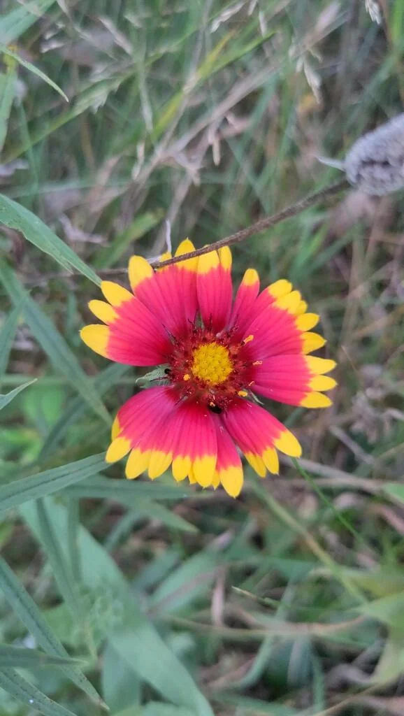 Gaillardia Pulchella