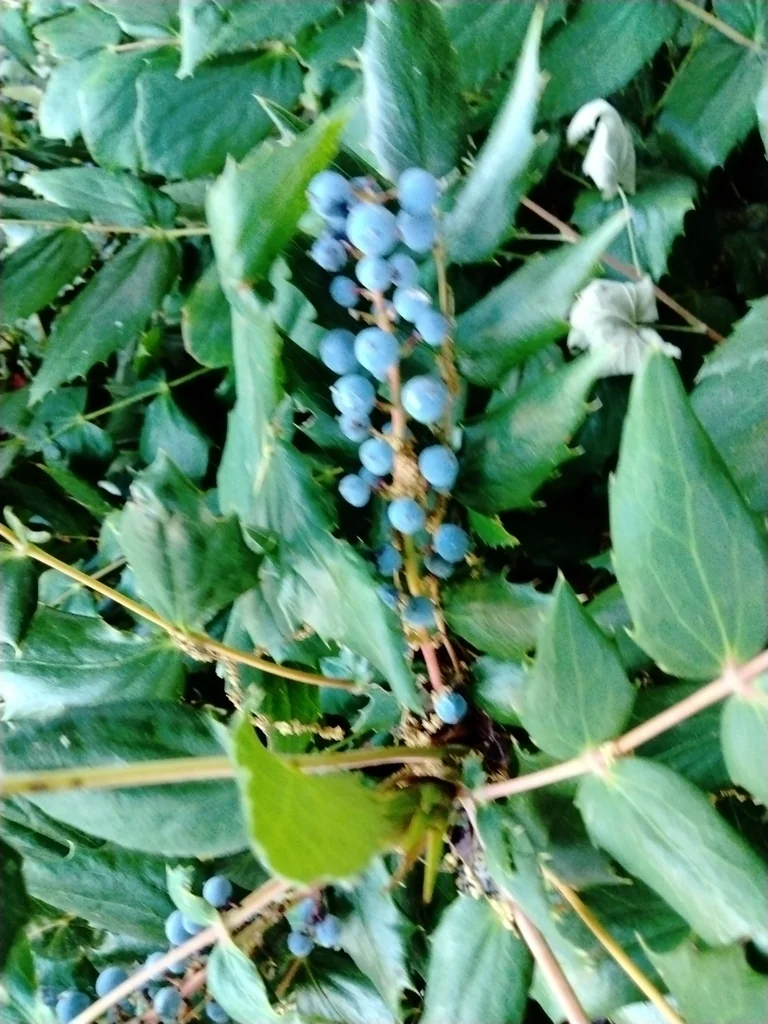 Berberis Nervosa