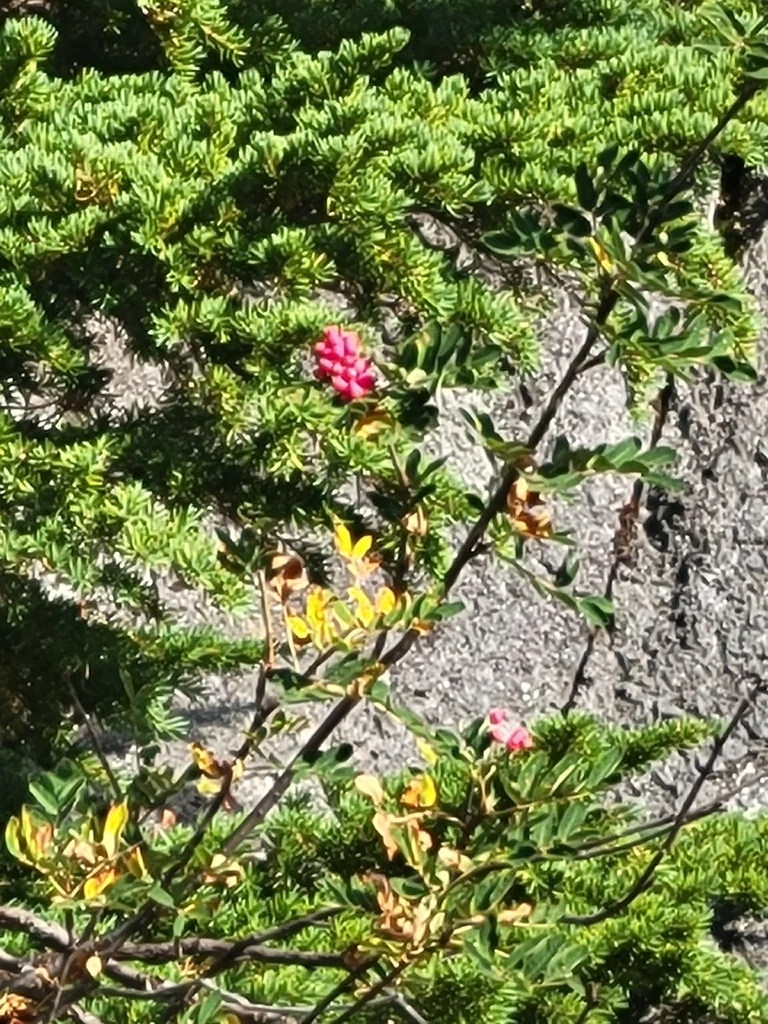 Sorbus Sitchensis
