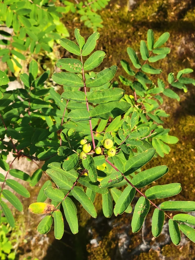 Sorbus Sitchensis