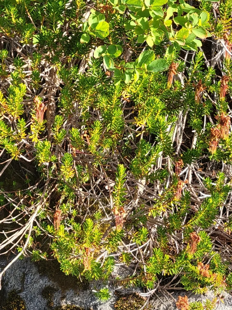 Phyllodoce Empetriformis