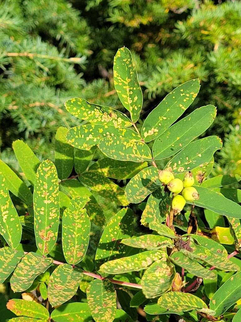 Sorbus Sitchensis