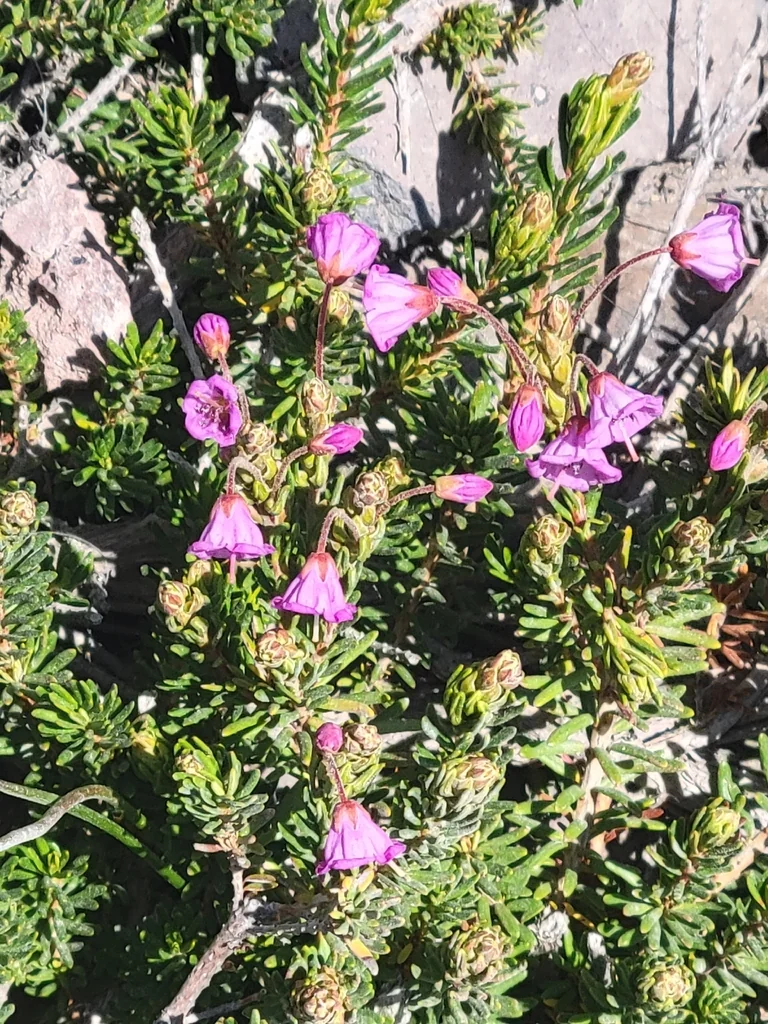 Phyllodoce Empetriformis