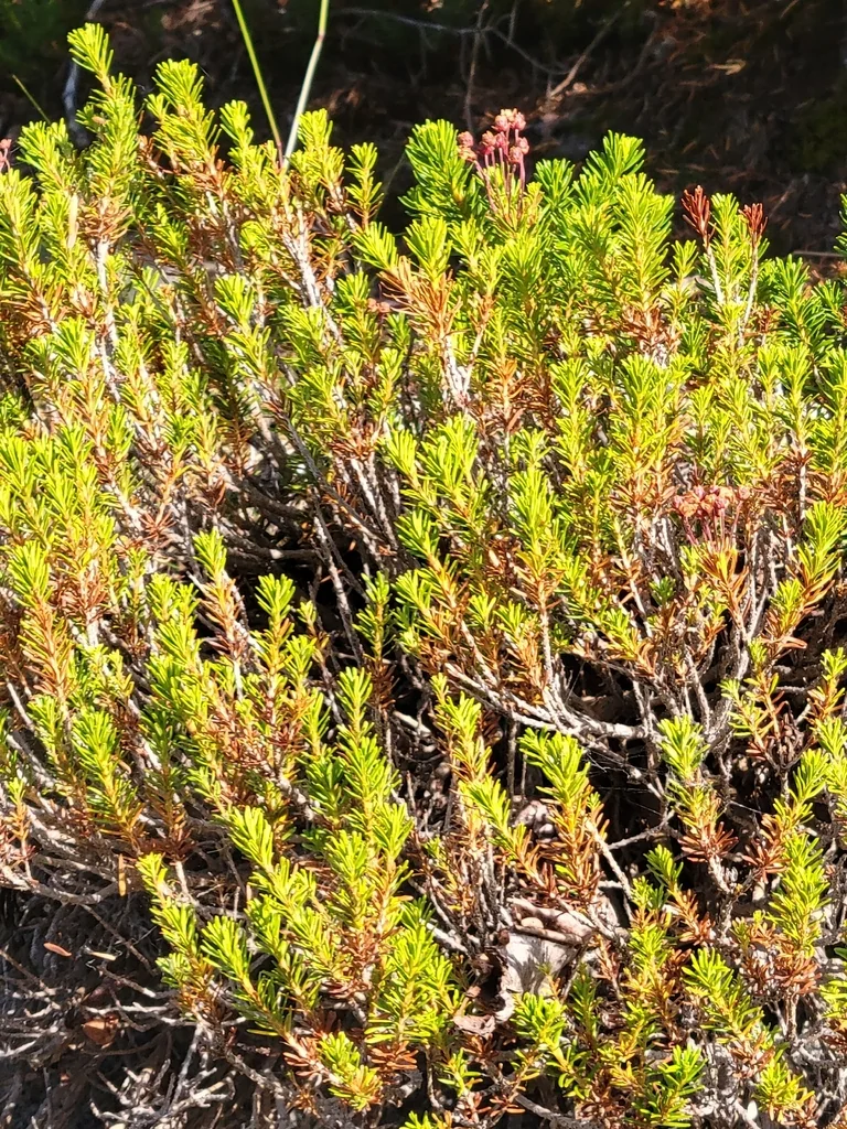 Phyllodoce Empetriformis