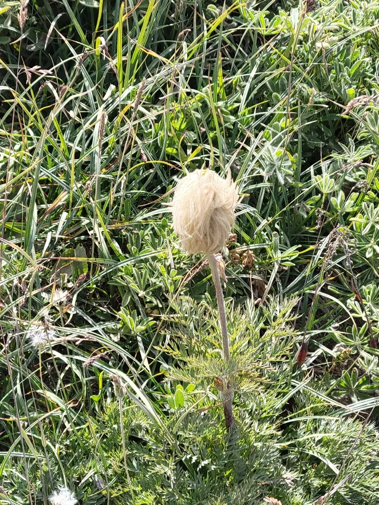 Anemone Occidentalis