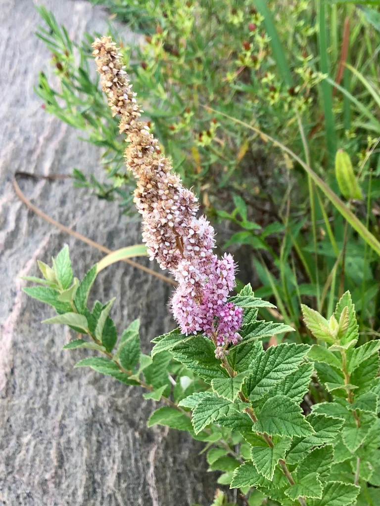 Spiraea Tomentosa