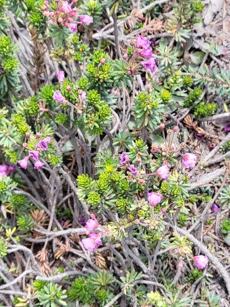 Phyllodoce Empetriformis
