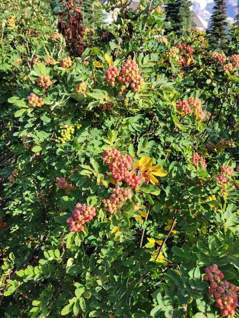 Sorbus Sitchensis