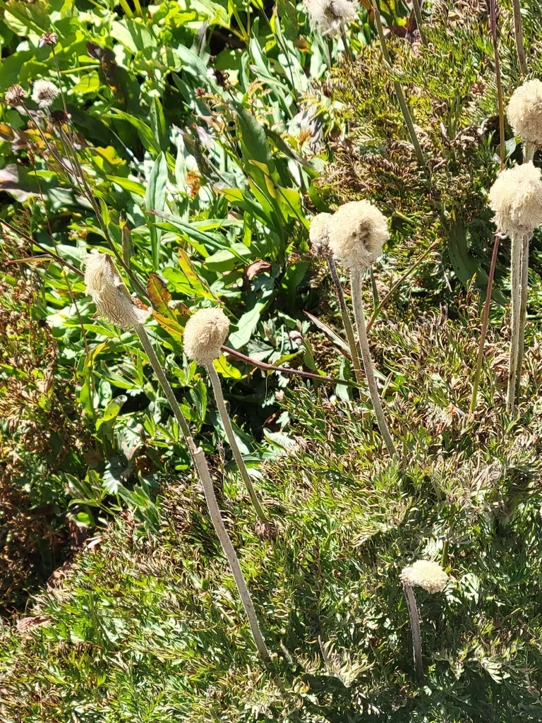Anemone Occidentalis