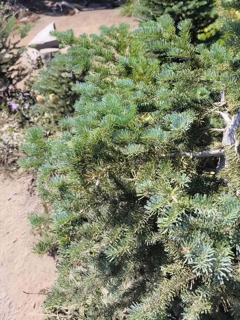 Abies Lasiocarpa