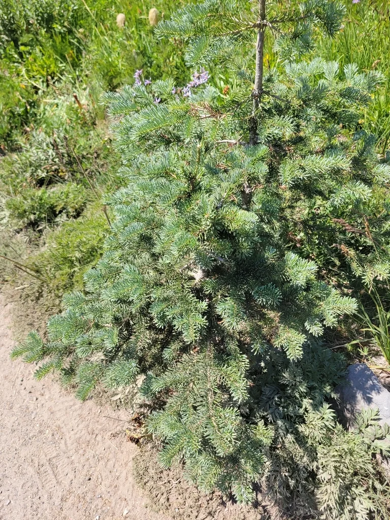 Abies Lasiocarpa