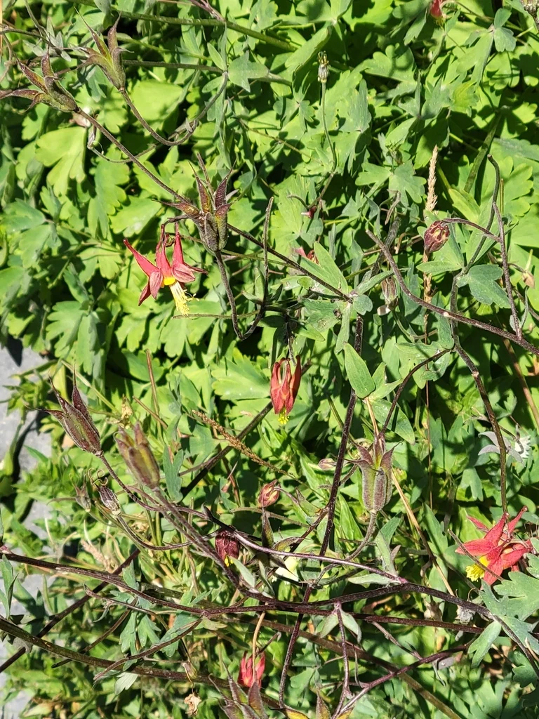 Aquilegia Formosa