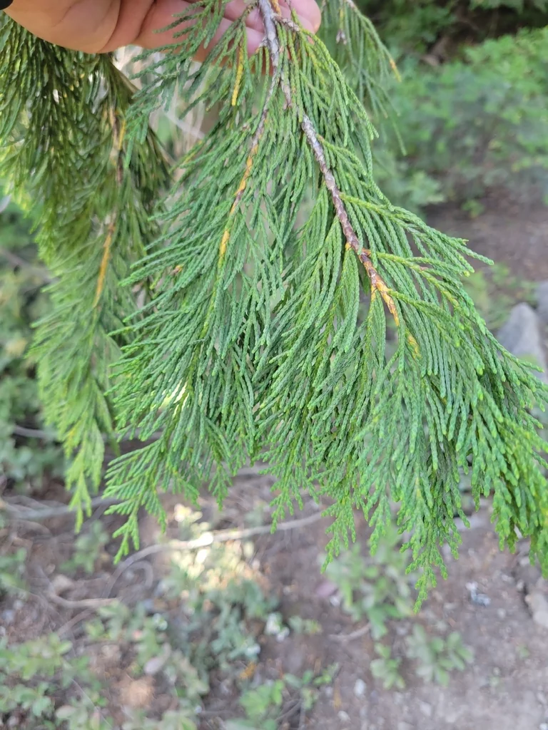 Callitropsis Nootkatensis