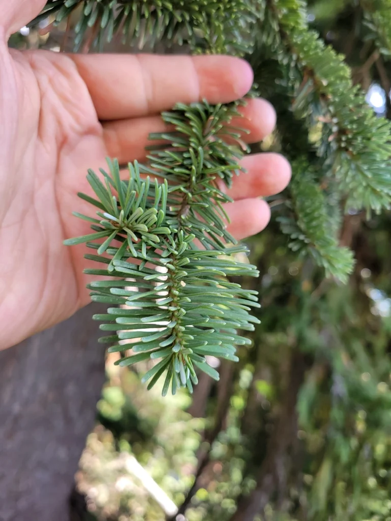 Abies Procera