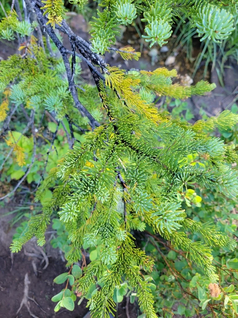 Abies Lasiocarpa