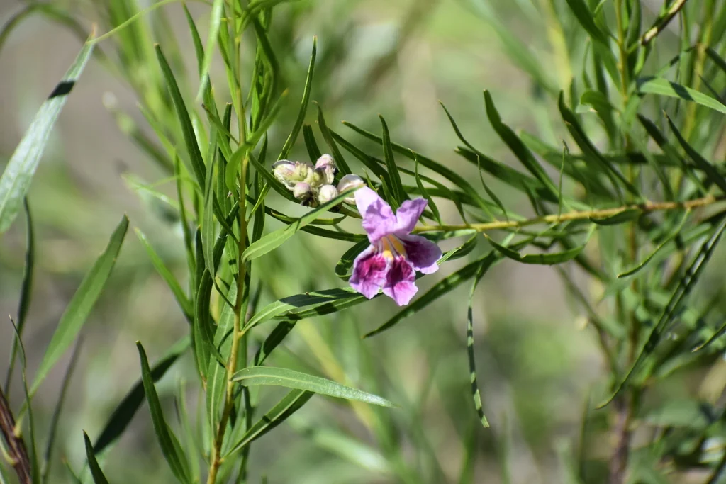 Chilopsis Linearis