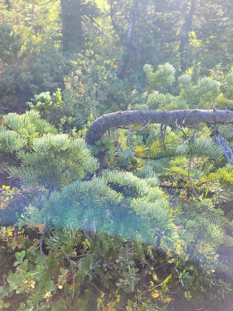 Abies Lasiocarpa