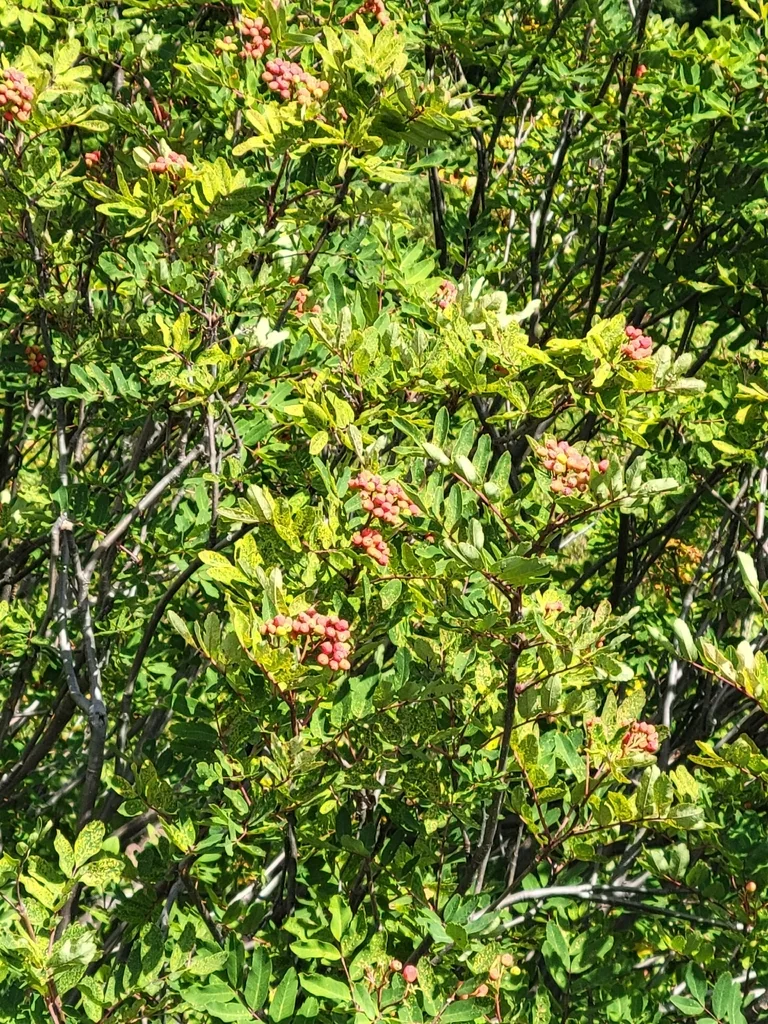 Sorbus Sitchensis