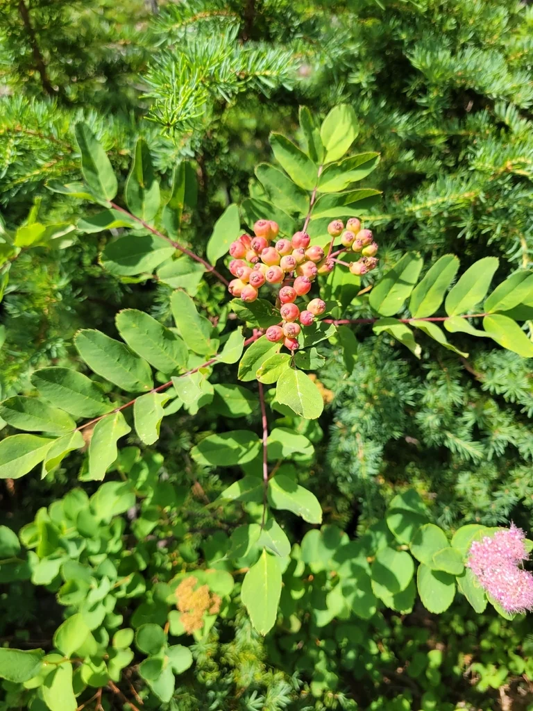 Sorbus Sitchensis